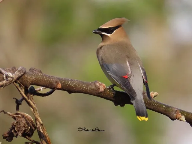 cedar waxwing16