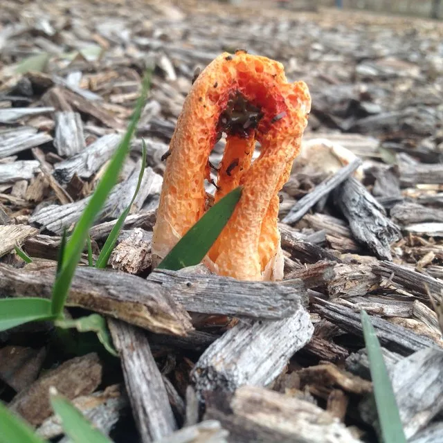 Column stink horn fungus (Clathrus columnatus) in Spanish Fort, Alabama at the Children's Park on Ember Lane