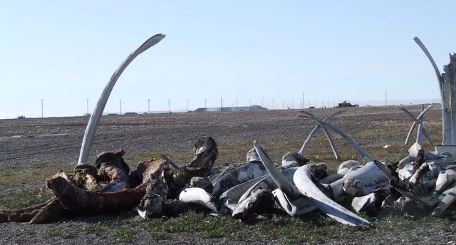 Whale bones in Point Hope, Alaska