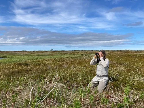 Jaime Welfelt counts tern colony nesting near Port Heiden Alaska by Robin Corcoran USFWS