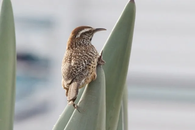 Cactus Wren|Quail Ridge RV|Huachuca City|AZ | 2014-03-04at08-37-0615