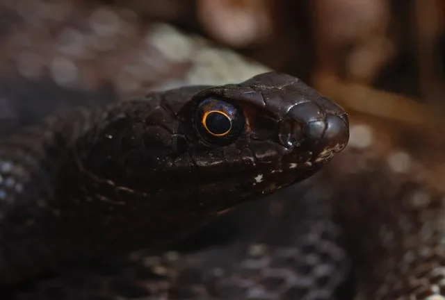 Eastern Coachwhip (Masticophis flagellum flagellum)