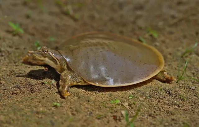 Midland Smooth Softshell Turtle (Apalone mutica mutica)