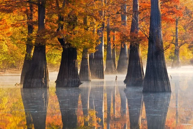 Baldcypress Taxodium distichum trees on the White River in Arkansas