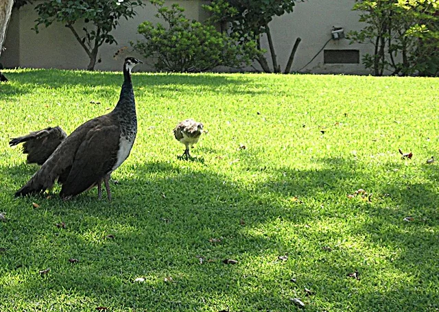 Arcadia Peacock_Peahen