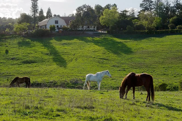 View of Westwind Community Barn from Byrne Preserve, Los Altos Hills, California .