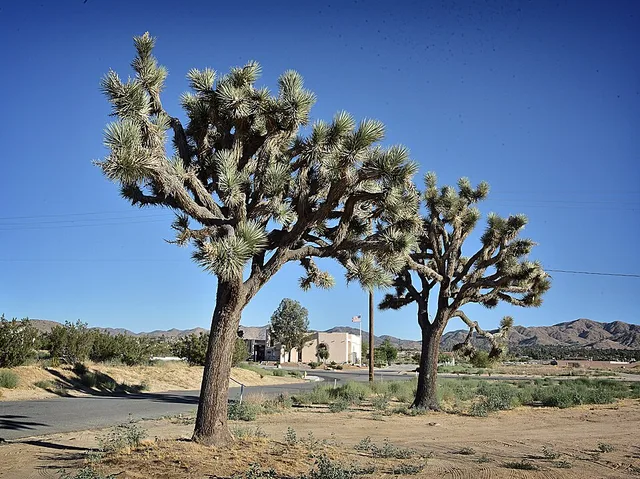 Yucca Valley looking south with the Visitor Center in Background in June 2017- Photo by Glenn Francis of www.PacificProDigital.com
