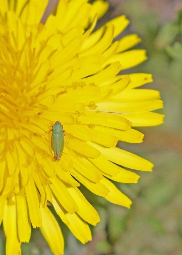 Leafhopper, (sharpshooter), akin to Draeculacephala possibly id'd by Eric Eaton on facebook page Arthropods Colorado. On a dandelion in our yard 6 miles SE of Meeker, Colorado.