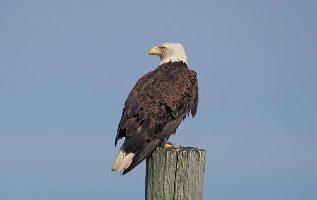 Bald Eagle - Haliaeetus leucocephalus, Port Mahon Road, Little Creek, Delaware, May 20, 2024