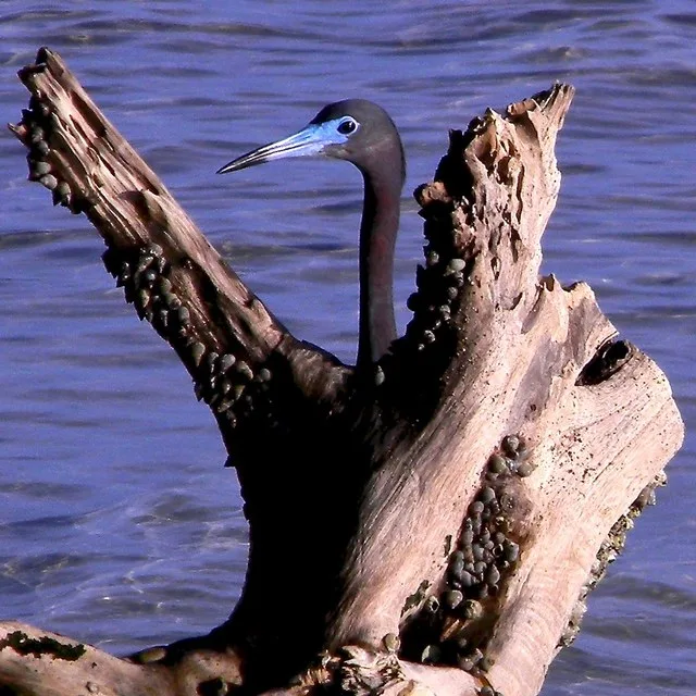 Little Blue Heron (Egretta caerulea)