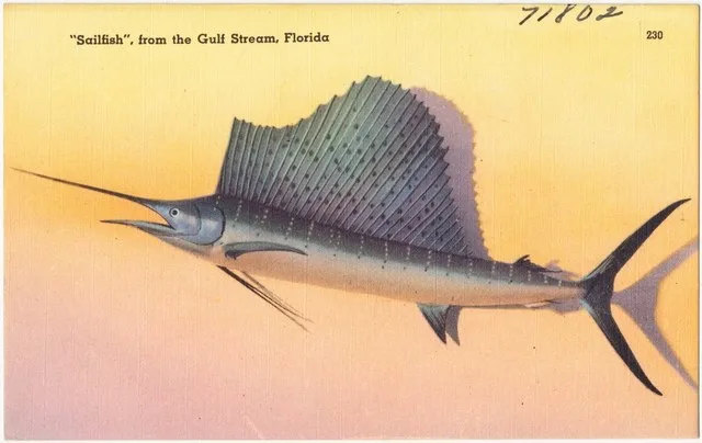 'Sailfish' gulf stream, Florida