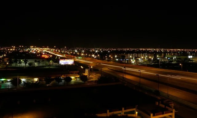Palmetto at Night