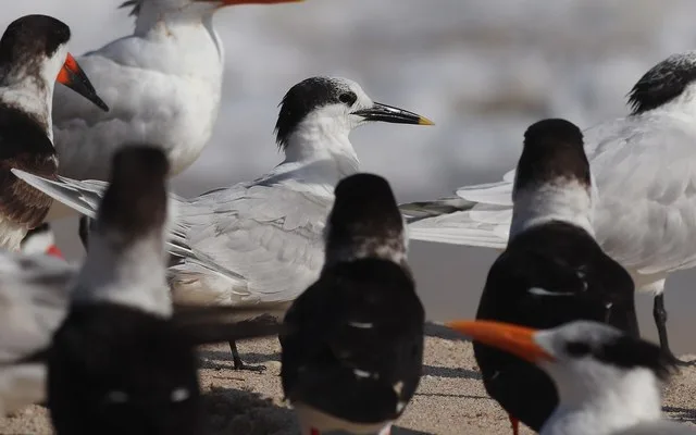 Cabot's Tern Thalasseus acuflavidus (center), among Black Skimmers Rynchops niger (left and bottom) and Royal Terns Thalasseus maximus (lower right, upper left, far right), Indian...