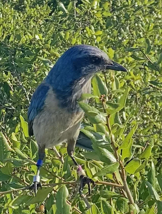 chara pecho rayado, florida scrub jay, florida scrub-jay, scrub jay