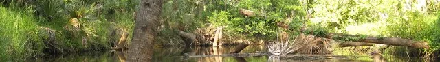 View of Turkey Creek in Palm Bay Florida. Image taken in Turkey Creek Sanctuary area.