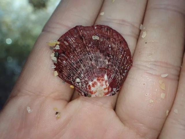 Photo of Digitate Thorny Oyster (Spondylus tenuis) uploaded from iNaturalist .