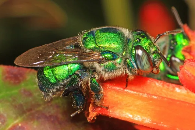 Dilemma Orchid Bee - Euglossa dilemma, Arthur Marshall Loxahatchee National Wildlife Refuge, Boynton Beach, Florida