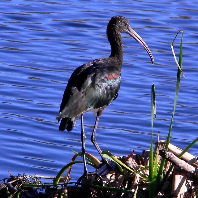 Glossy Ibis (Plegadis falcinellus)