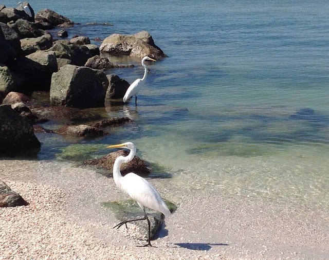 Egrets enjoying the water at Treasure Island, Florida.