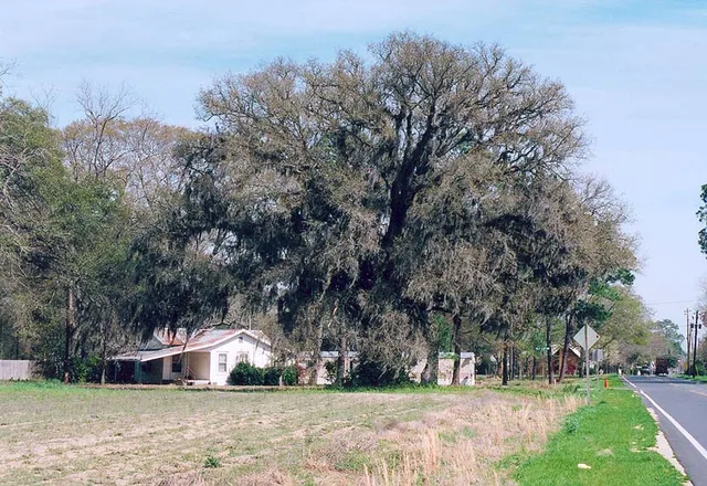 Live Oak tree in Collins . This photo shows the scale of the tree's growth. Photo taken by Geogre , and I hereby give it to the public domain.