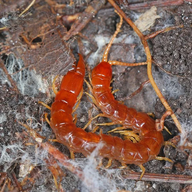 044/365 Centipede - Theatops species?, Oliver Bridge Wildlife Management Area, Statesboro, Georgia, February 13, 2022