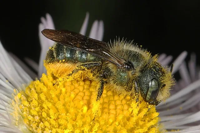 Georgia Mason Bee - Osmia georgicus, Hidden Pond Nature Center, Springfield, Virginia, May 4, 2023