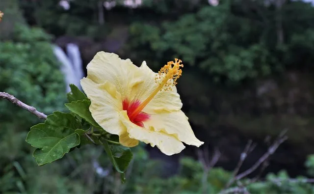 Hibiscus at Rainbow Falls Hilo Hawaii
