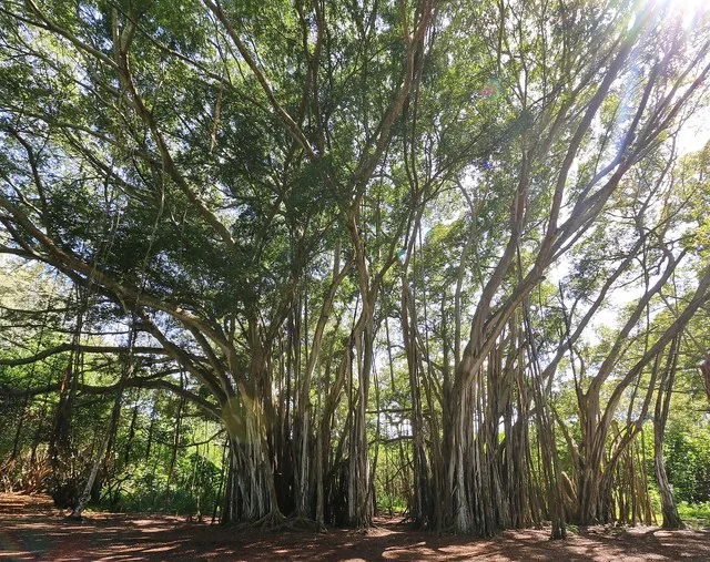 Banyan Tree. Kawela Bay Beach Park, Kahuku, Oahu, Hawaii, United States