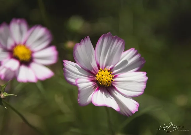 Purple and White and everything Nice