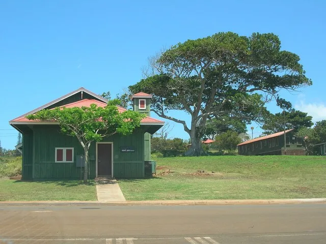 Ficus macrophylla (habit). Location: Molokai, Maunaloa
