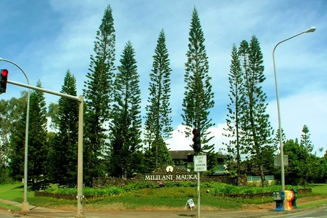 Mililani Mauka' is the newer area Mililani located on the mountain, or mauka, side of the H-2