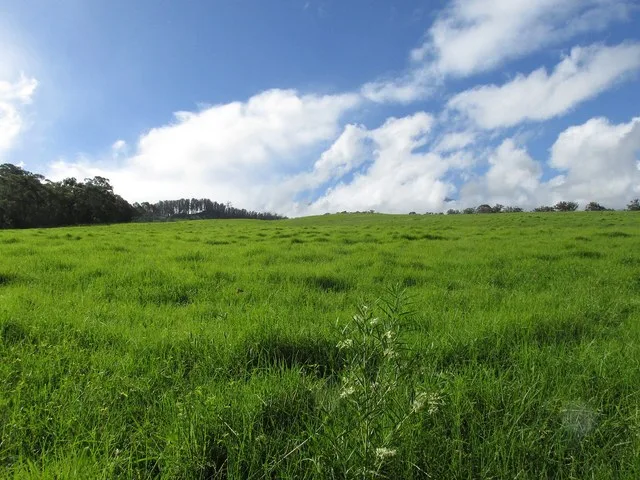 Cenchrus clandestinus (Kikuyu grass) View mauka and pastures at Hawea Pl Olinda, Maui, Hawaii. April 26, 2017 #170426-8036 Image Use Policy Also known as Pennisetum clandestinum.