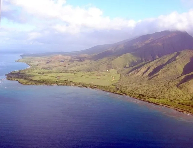 Alyxia oliviformis (habitat). Location: Maui, Olowalu