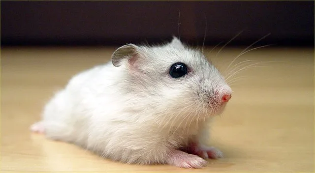 Front of a Pearl Winter White Russian Dwarf Hamster .