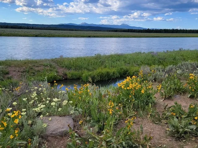Stream near Island Park, Idaho