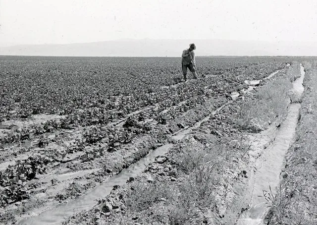 [IDAHO-J-0174] Murtaugh bean field
