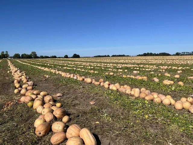 20240902 1546 Pumpkins near Bath, Illinois