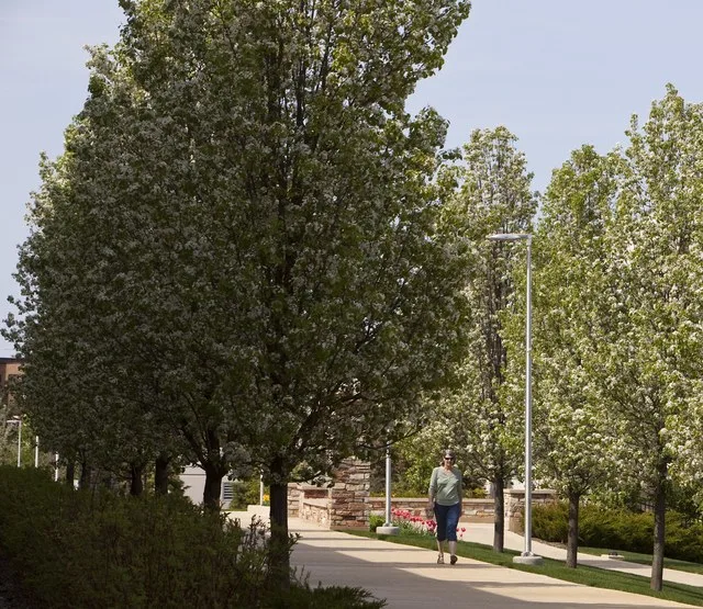 College of DuPage Spring/Summer 2014 56