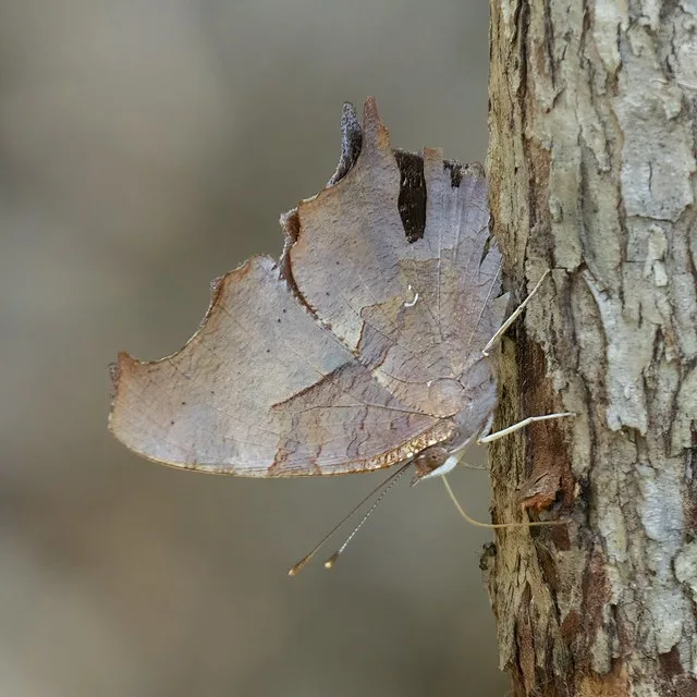 Question mark butterfly in the woods