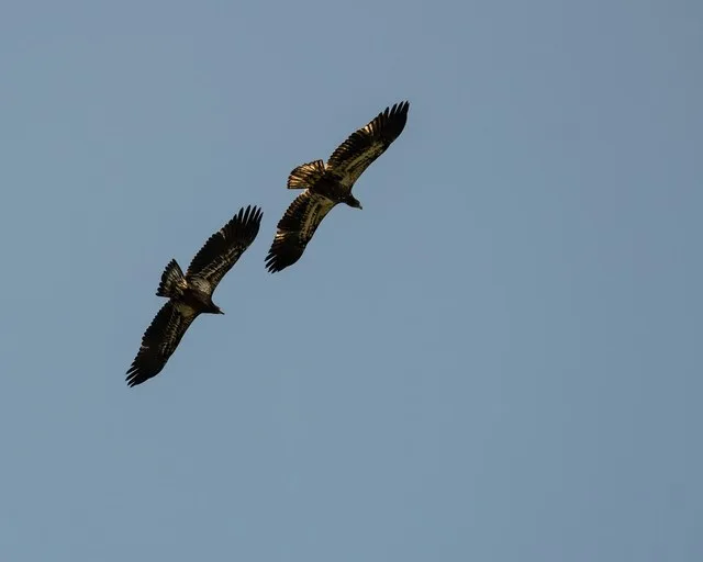 A pair of frequent flyers