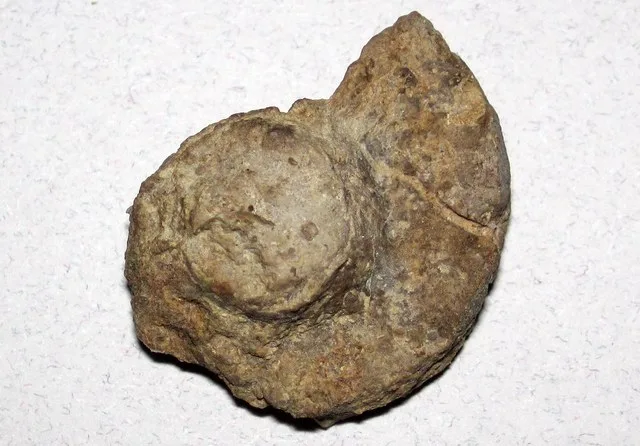 Fossil snail (Modesto Formation, Upper Pennsylvanian; creek cut in Clark County, Illinois, USA)