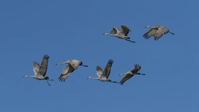 Flock of sandhill cranes at glacial park conservation area