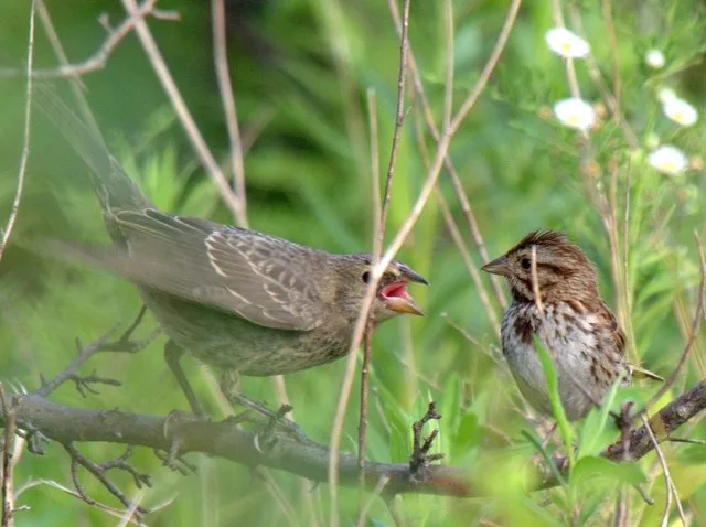 Sad to be honest, obviously the Song Sparrow's nest was a victim of parasitism.
