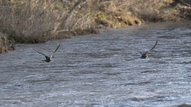 Male and female woods ducks escaping my stare