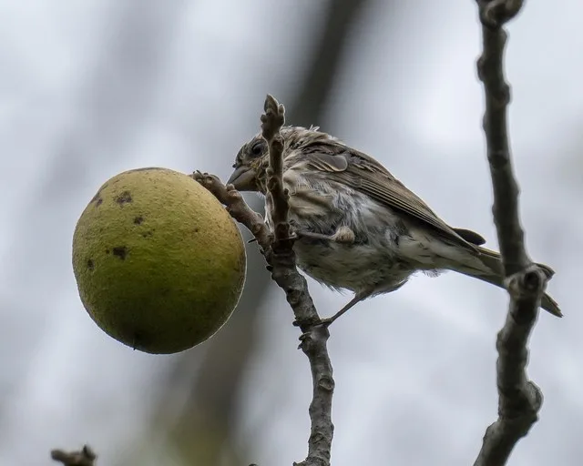 Can you sparrow a walnut?