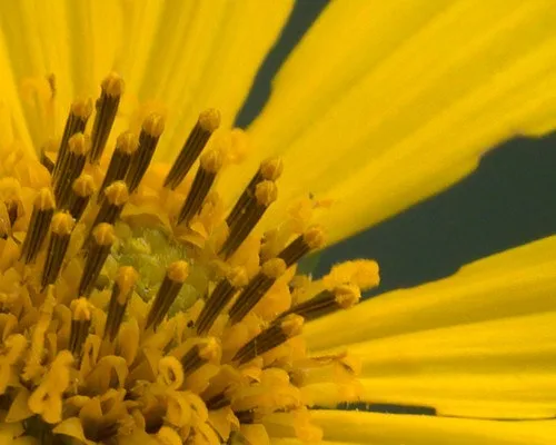 Woodland sunflower up close