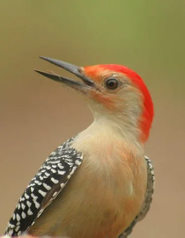 Red-Bellied-Woodpecker-Protrait-ILK©