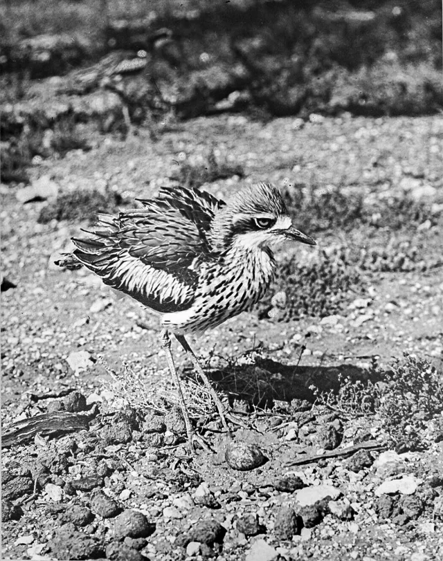 Southern Stone Curlew at nest with egg in the Mallee