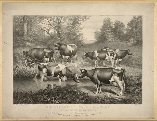Title: Holstein-Friesian cattle of the Brookbank herd. Iowa City, Iowa Physical description: 1 print. Notes: This record contains unverified data from PGA shelflist card.; Associa...