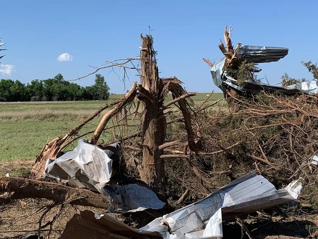 Trees debarked and stubbed at a farm site north of Cullison, Kansas.